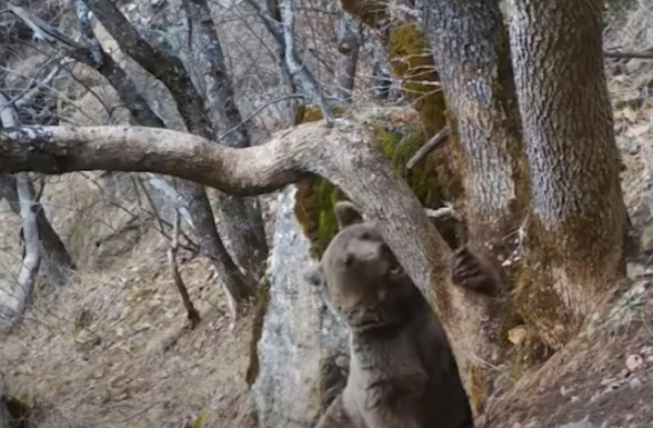 Видеоловушки Хосровского заповедника зафиксировали краснокнижного бурого медведя